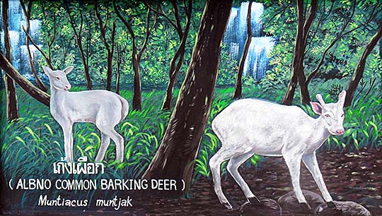 'Painting of Barking Deer | Indian Muntjac' by Asienreisender